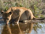 Africa 161 : Africa, Animal, Botswana, Landscape, Lion, Mammal, Okavango, Vumbura Plains, Waterhole